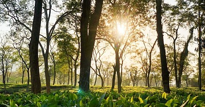 High Grown Tea Estate